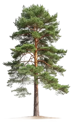 Imagen PNG para descargar